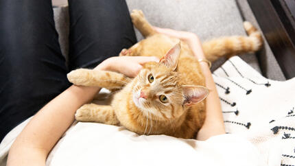Breading your cat 2025